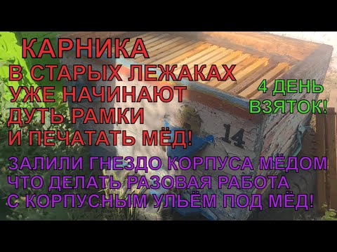 Видео: КАРНИКА УЖЕ ДУЕТ РАМКИ ЕСТЬ ПЕЧАТКА 4 день взяток ЗАЛИЛИ ГНЕЗДО КОРПУСА 14р МЁДОМ ЧТО ДЕЛАТЬ ✅🍯🐝