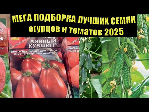 Видео: САМАЯ ЛУЧШАЯ ПОДБОРКА  ДЛЯ ОГОРОДА! МЕГА УРОЖАЙНЫЕ СОРТА ТОМАТОВ И ОГУРЦОВ