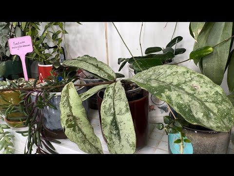 Видео: Про хойи. Грунт, полив, красивые листочки.