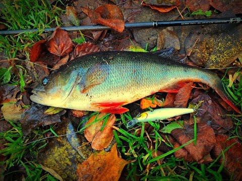 Видео: Полосатые разбойники)  #fishing