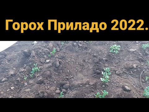 Видео: Горох Приладо , раніх сортів. Гарний врожай 2022                      Як бути далі?