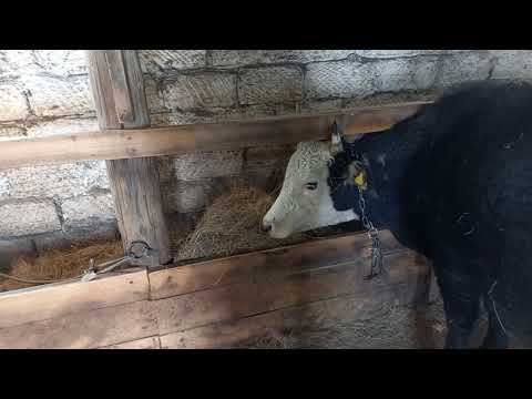 Видео: Сиырлар қысқы қорада.