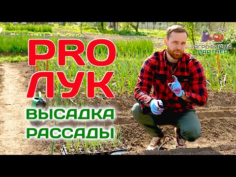 Видео: Крупный лук из семян за один оборот | Высадка рассады репчатого лука и порея #огород