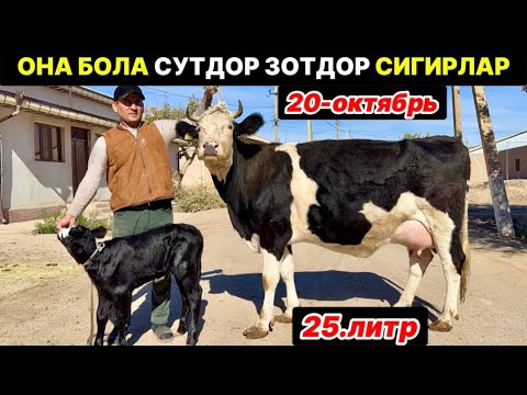 Видео: ОНА БОЛА СУТДОР СИГИРЛАР ЗЎРЛАРИ Мирзабек Янгиариқ  20-октября 2025 г.