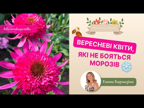 Видео: Вересневі квіти, які не бояться приморозків.