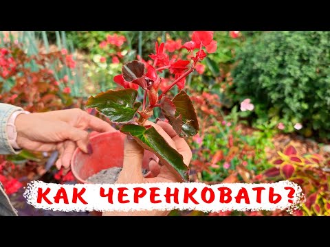 Видео: Как правильно черенковать бегонию вечноцветущую?