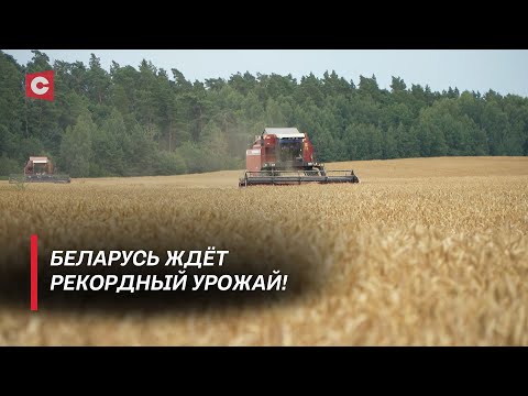 Видео: Брестские аграрии перешагнули рекордный рубеж! Как идёт уборочная на полях первого региона?