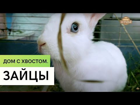Видео: Зайцы \ Содержание и разведение \ Плюсы и минусы \ Дом с хвостом
