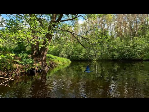 Видео: Сплав по реке Ловать от деревни Сивцево до моста в деревне Комша. Щука сломала спиннинг.