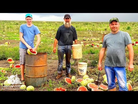 Видео: Выбиваем семена арбуза в Бразилии сорта Топ Ган и Манчестер