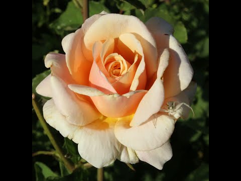 Видео: обрезка куста розы, омоложение, осветление, питомник роз полины козловой rozarium.biz