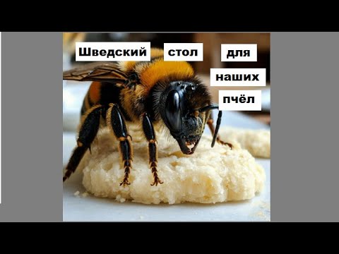 Видео: Осмотр пасеки и подача канди 20 февраля.