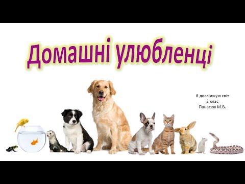 Видео: Домашні улюбленці