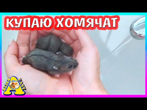 Видео: КУПАЕМ ХОМЯЧАТ ПЕРВЫЙ РАЗ / ХОМКИ УЧАТСЯ БЕГАТЬ В КОЛЕСЕ / ХОМЯК КЕМПБЕЛЛА  /  Alisa Easy Pets