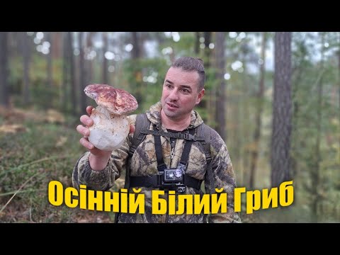 Видео: ЗБИРАЮ БІЛІ ГРИБИ З ДРУЖИНОЮ В ОСІННЬОМУ ЛІСІ / Таких Грибів Уже Давно Не Було!