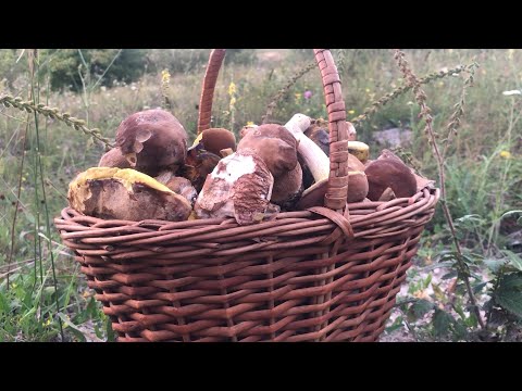 Видео: Повний кошик.Білі гриби ростуть сім'ями