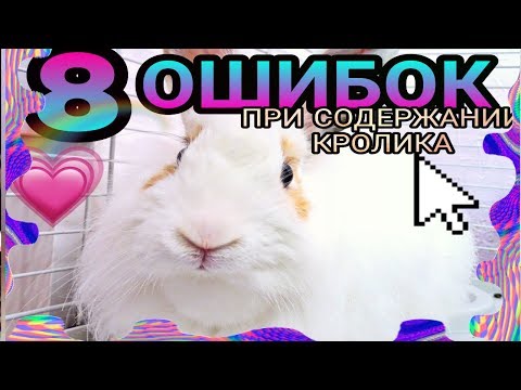 Видео: 8 Ошибок При Содержании Кролика/1 часть