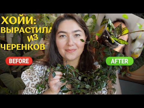 Видео: БЫЛО vs СТАЛО | ХОЙИ спустя 2,5 года | из ЧЕРЕНКА в БОЛЬШИЕ растения🪴