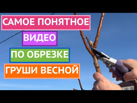 Видео: ОСНОВНЫЕ ПРАВИЛА ОБРЕЗКИ ГРУШИ ВЕСНОЙ! НЕ СДЕЛАЙТЕ ОШИБОК!