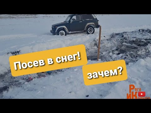 Видео: Подзимний посев, миф или реальность? новый опыт