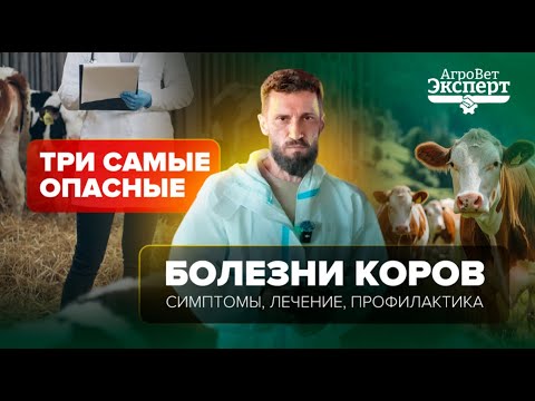 Видео: ТОП-3 самых страшных болезни коров: симптомы, лечение и профилактика