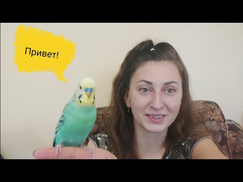 Видео: #Говорящийпопугай , как быстро научить попугая говорить, мой опыт/ мой попугай Карен