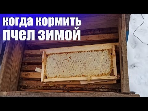 Видео: Секрет хорошей зимовки пчел. Когда 100% нужно кормить пчел зимой? Как зимовать без потерь на пасеке