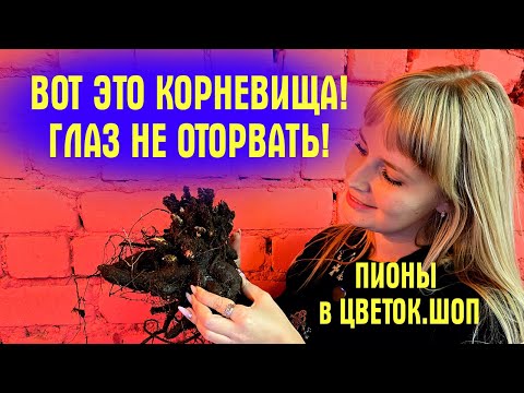Видео: ВАШ САД БУДЕТ ЛУЧШИМ! Распаковка ШИКАРНЫХ корневищ ПИОНОВ! ОБЗОР СОРТОВ! Когда ЗАЦВЕТУТ ТАКИЕ ПИОНЫ?