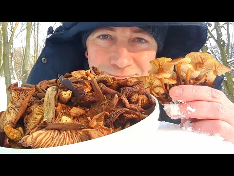 Видео: ГДЕ ЖЕ ПОЛЬЗА ОТ ГРИБОВ?  Фламмулина - как готовить?