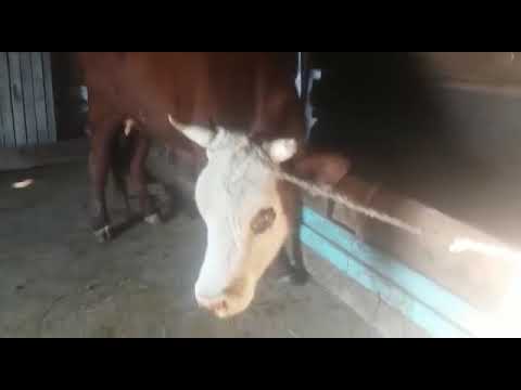 Видео: Лечение нодуляного дерматита