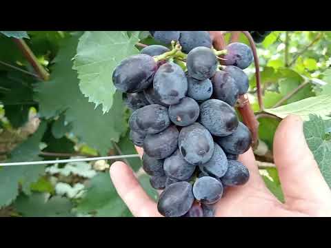 Видео: Моя виноградная коллекция(часть 1) Сезон 2025 года🍇
