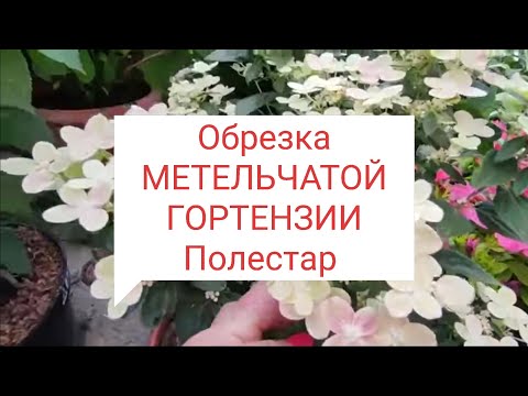 Видео: Обрезка Полестар 🌿2 марта 2024 г.