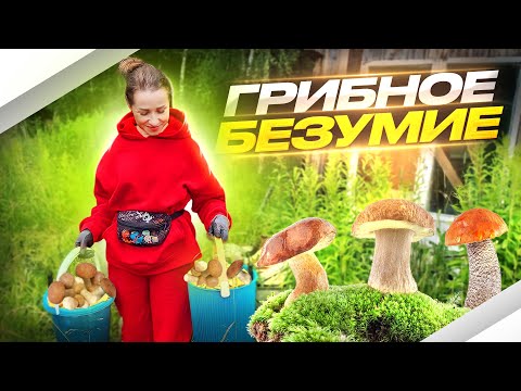 Видео: ИЗ-ЗА НИХ СГОРЕЛИ БИЛЕТЫ НА САМОЛЕТ | ТИХАЯ ОХОТА НА БЕЛЫЕ ГРИБЫ С @Таша Муляр. Жизнь без дублей.  | ИЮЛЬ 2023