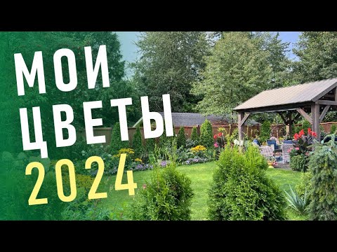 Видео: МОИ ЦВЕТЫ - АВГУСТ 2024