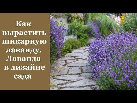 Видео: ❀ Как вырастить шикарную лаванду.  Лаванда в дизайне сада