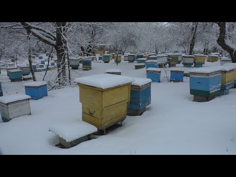 Видео: Пасека  Александра Андреевича 500 семей