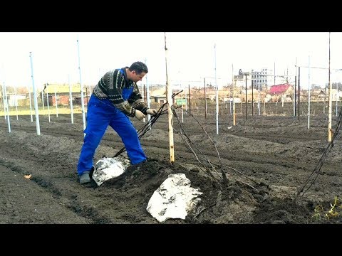 Видео: Начинаю раскрывать кусты на винограднике 06-04-2019 Как я определяю, что уже пришло время?