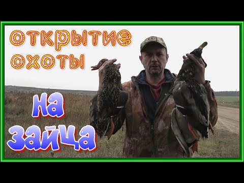 Видео: Открытие охоты НА ЗАЙЦА!