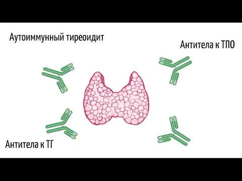 Видео: Эндокринолог Александр Циберкин - "Во всём ли виноваты гормоны?"