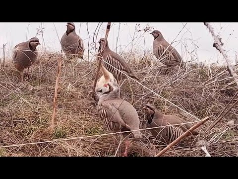 Видео: 10 ноября 2024 г.