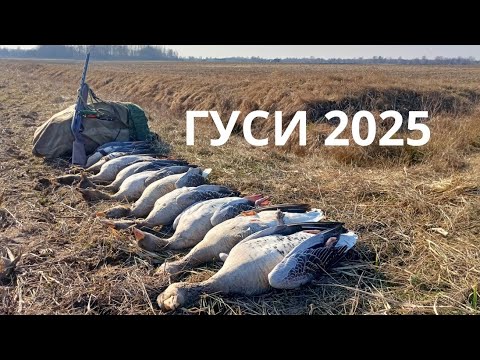 Видео: Открытие охоты на гуся! Охота с духовыми манками! Моя лучшая охота на гуся.