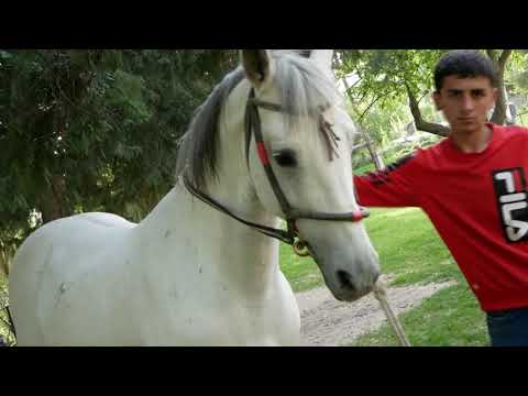 Видео: сухбат бо пахлавонхо ва варзишгарони д Урметани бостони