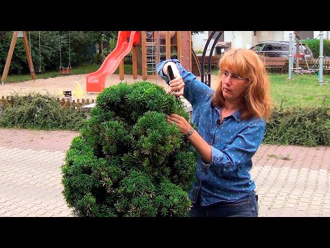 Видео: Декоративная стрижка тиса (ч.4).