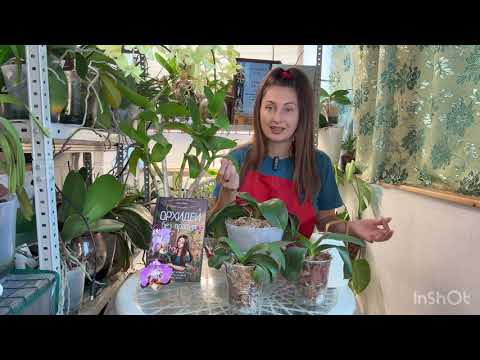 Видео: Делай Так! Если пересадил орхидею ПОСЛЕ БОЛЕЗНИ