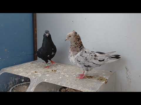 Видео: Новое поступление от Щтирбу Виталий с Молдавии