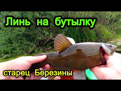 Видео: КАК СЛОВИТЬ ЛИНЯ. ЛИНЬ НА БУТЫЛКИ. рыбалка на линя в беларуси.