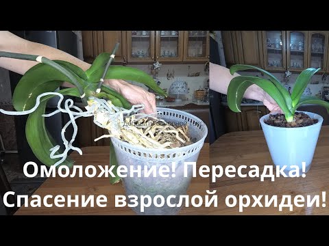 Видео: Как правильно омолодить Орхидею !Омоложение и пересадка взрослой Орхидеи! Подробное видео !