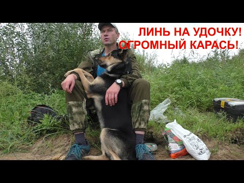 Видео: Линь на удочку! ОГРОМНЫЙ КАРАСЬ на удочку! Рыбалка на поплавок! fishing