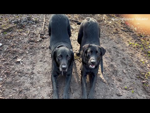 Видео: Наши девочки - Вия и Флоша, полгода спустя...|Наш лабрадор ViaLador