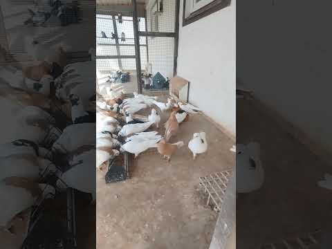 Видео: Ижевские голуби. 01.10.2023